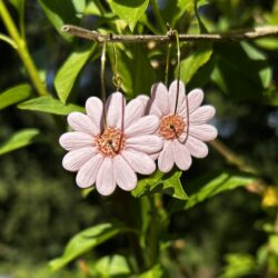 créoles marguerite rose