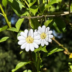 Créoles marguerite