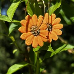 créoles tournesol
