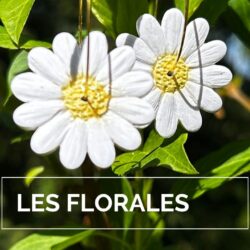 Les florales